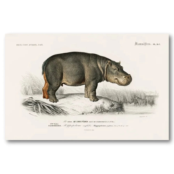 Hippopotamus by Charles Dessalines D Orbigny Art Print