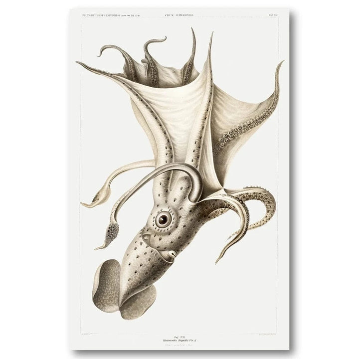 Histioteuthis Ruppellii Squid Art Print