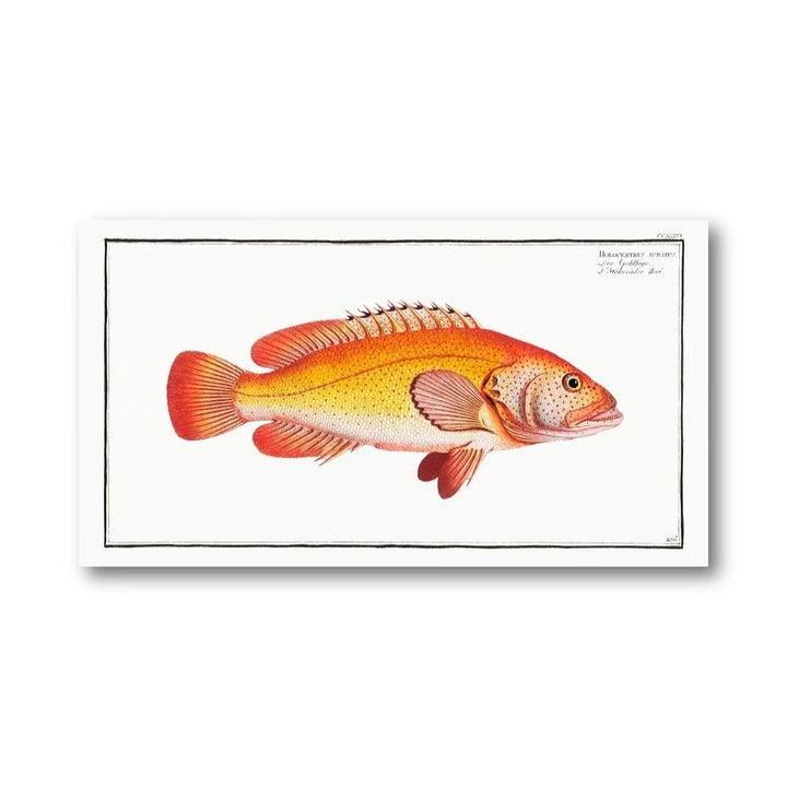 Holocentrus Auratus Vintage Art Print