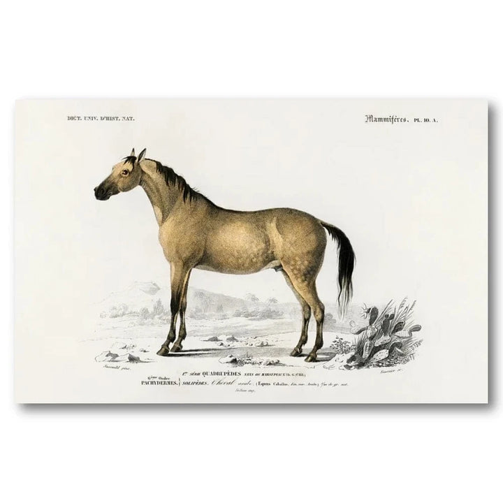 Horse by Charles Dessalines D Orbigny Art Print