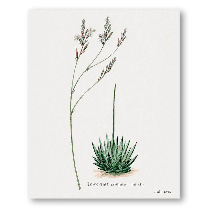 Howarthia Crenata Art Print