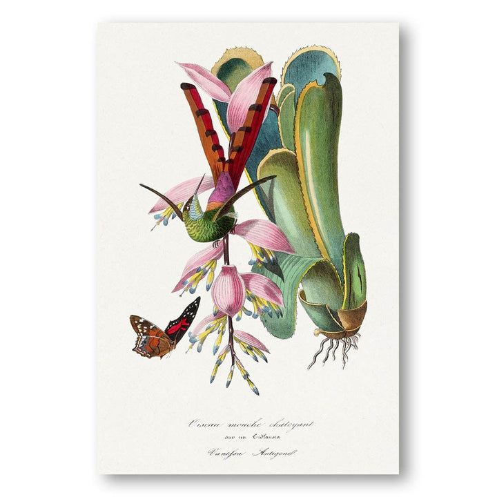 Hummingbird Le Jardin Des Plantes Art Print