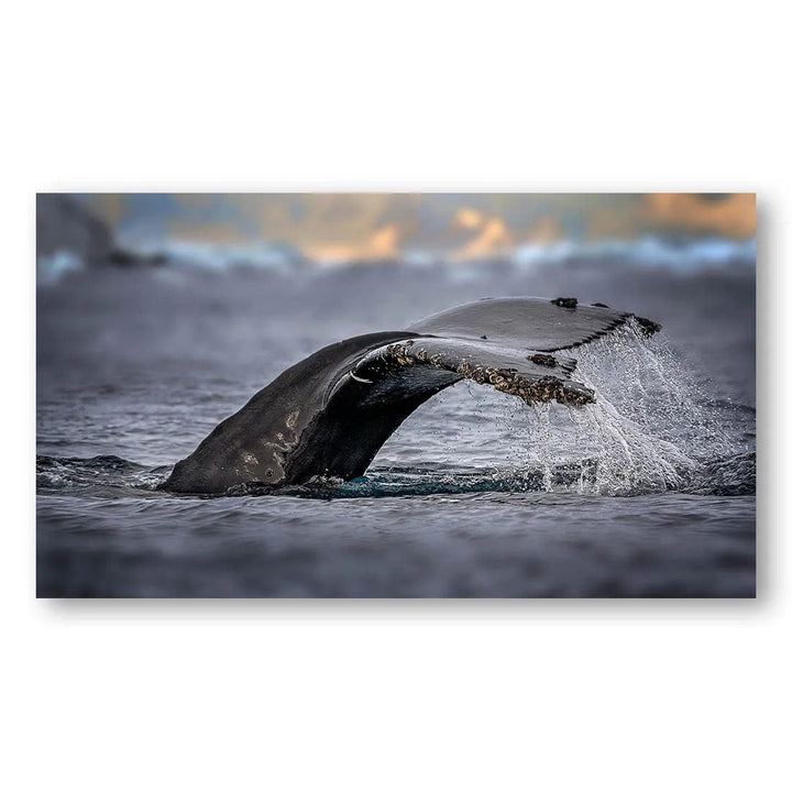 Antarctic Humpback Majesty Photo Print