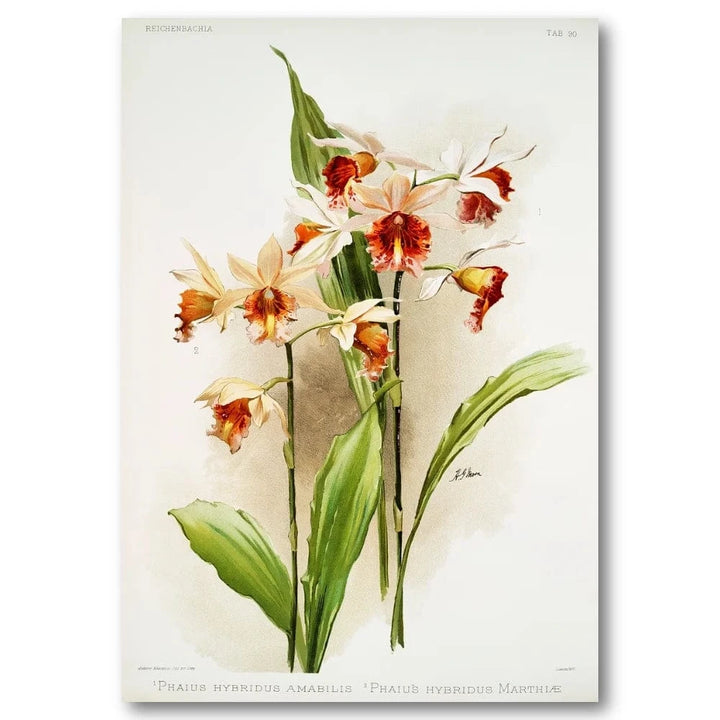 Orchid Hybrid Art Print