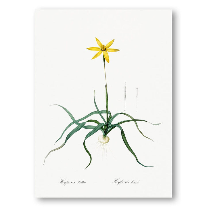Hypoxis stellata by Pierre-Joseph Redouté Art Print