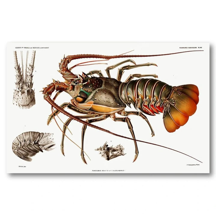 European Lobster by Albert I Art Print