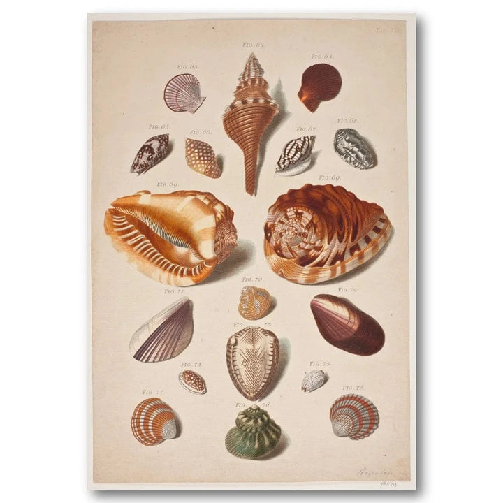 Collection of Conch Shells 9 Art Print