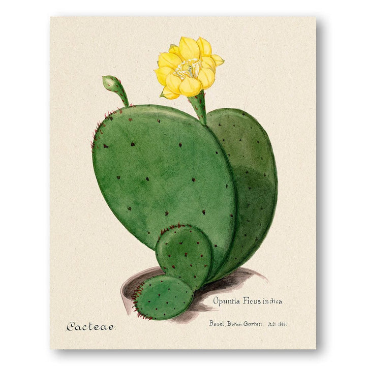 Indian Fig Opuntia Cactus Art Print