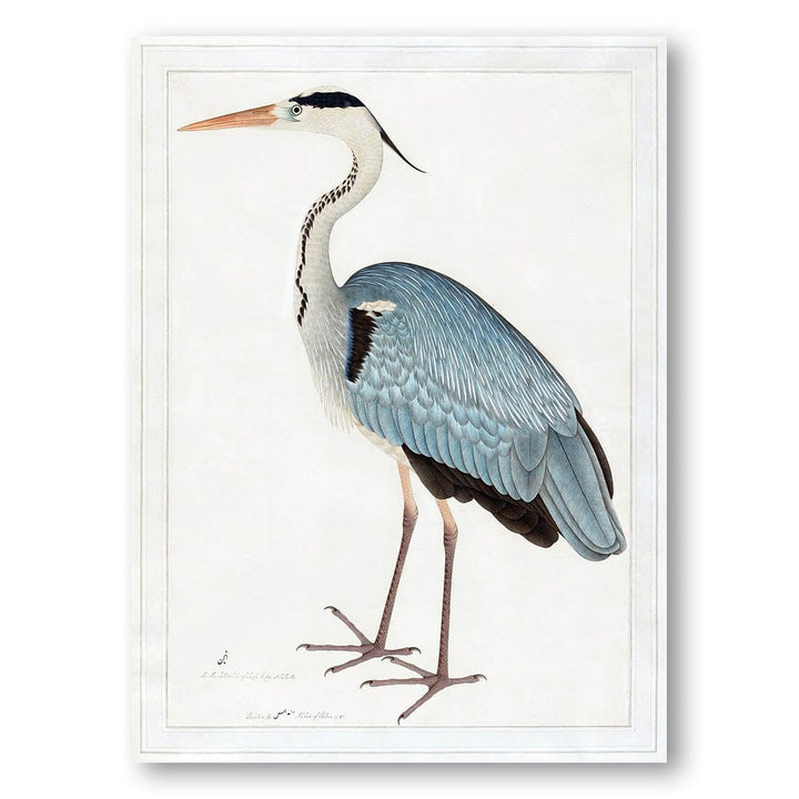 Indian Gray Heron by Ram Das Art Print