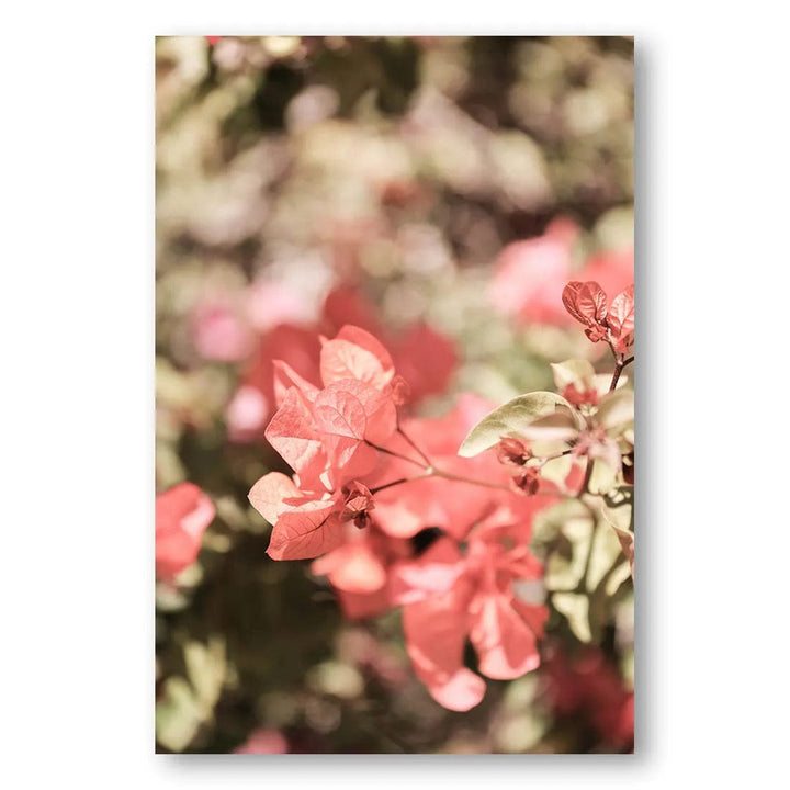 Blooming Blossoms Photo Print