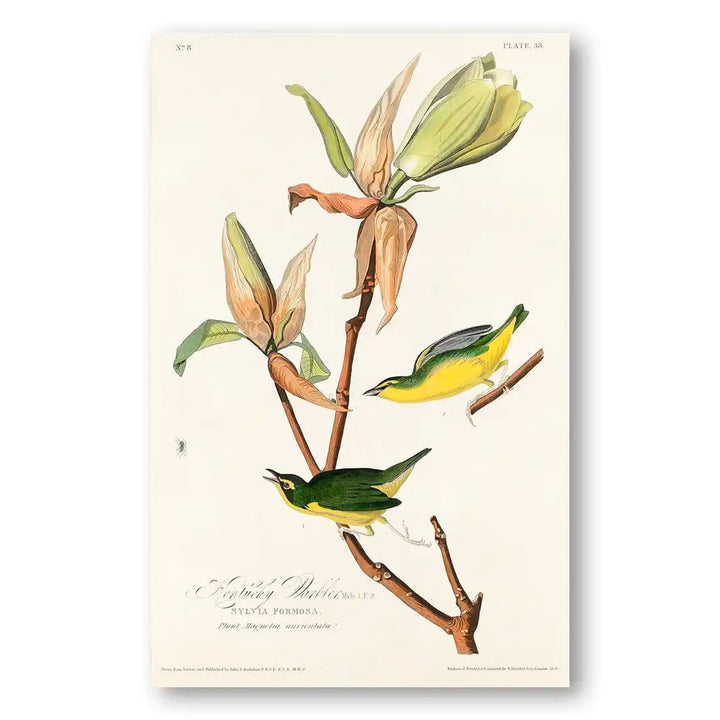 Kentucky Warbler Art Print