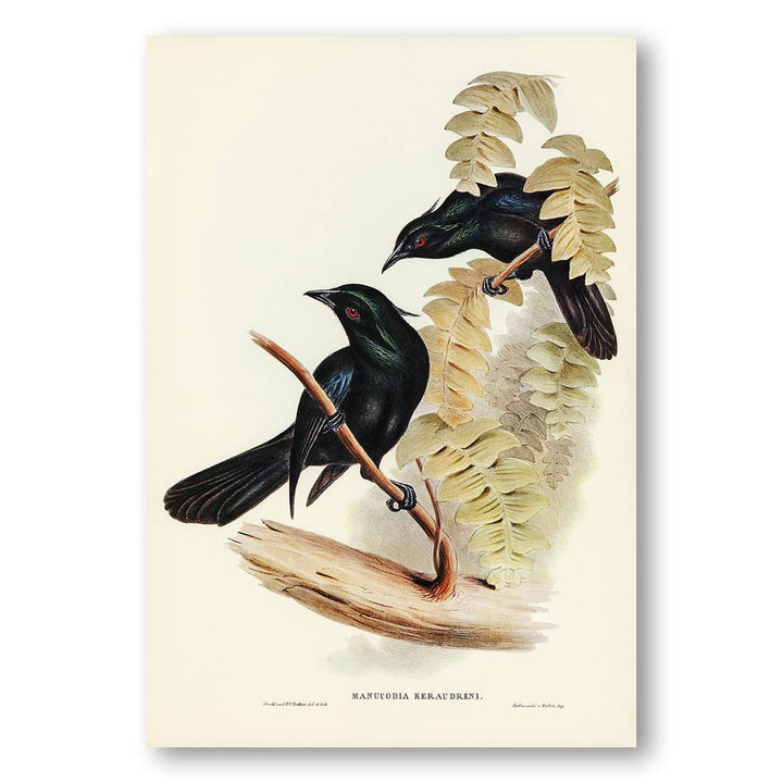 Keraudrens Crow-Shrike by Elizabeth Gould Art Print