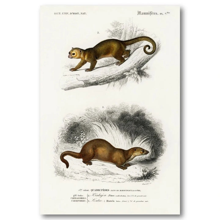 Kinkajou and Otter by Orbigny Art Print