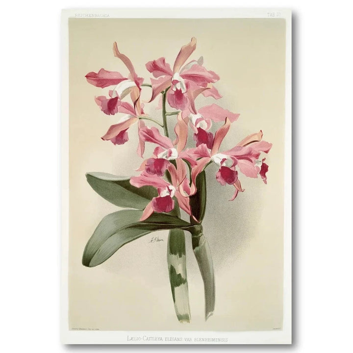 Orchid Elegance Art Print