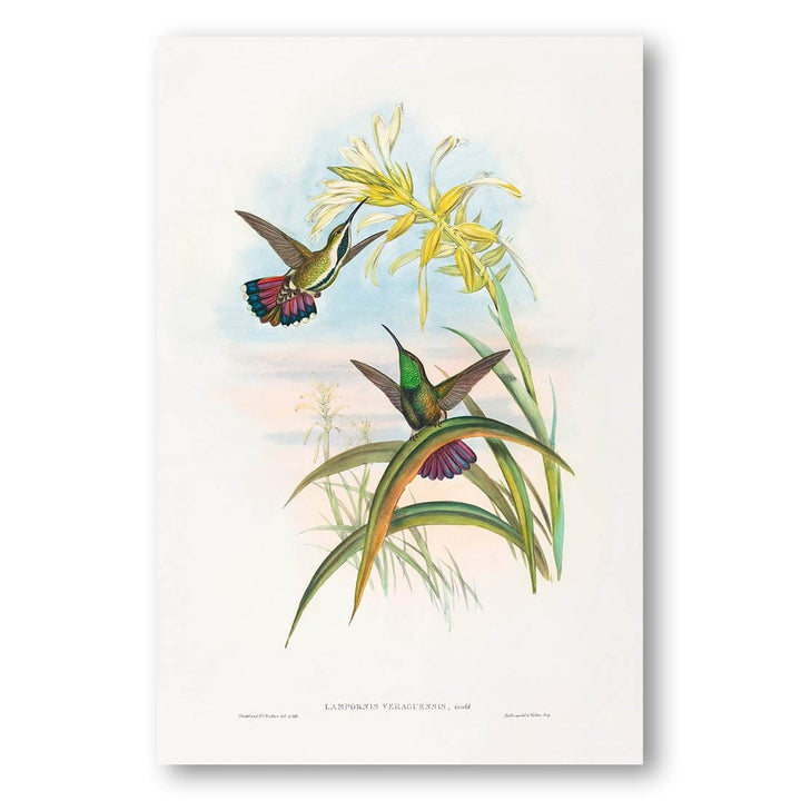 Lampornis veraguensis by John Gould Art Print