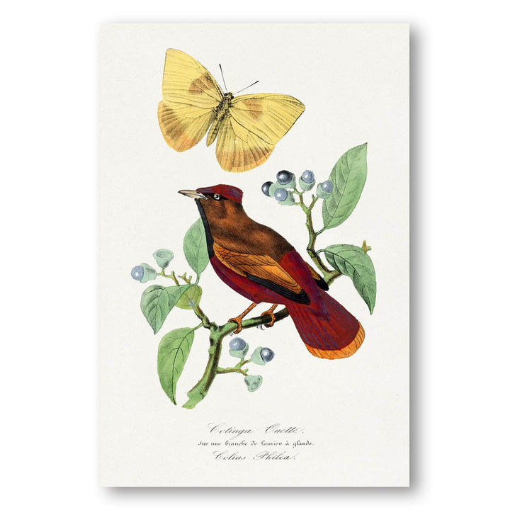 Larks and Butterfly by Paul Gervais Art Print