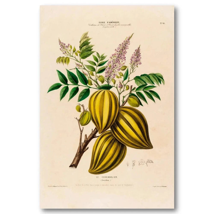 Star Fruit Botanical Art Print