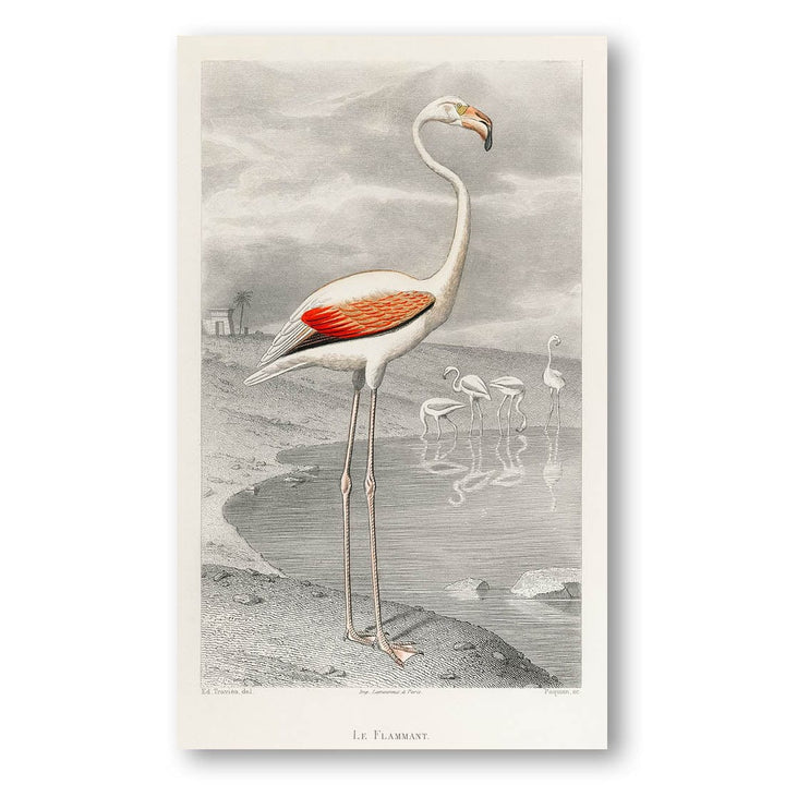 Le Flammant by Edouard Travies Art Print