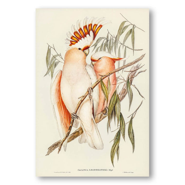 Leadbeaters Cockatoo by Elizabeth Gould Art Print