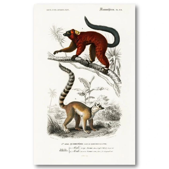 Lemurs by Charles Dessalines D Orbigny Art Print