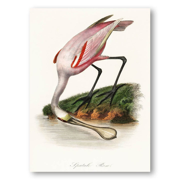 Roseate Spoonbill by Pierre Bernard Louis Couaihac Art Print