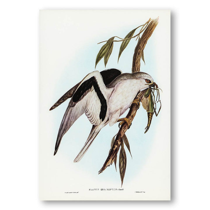 Letter-winged Kite by Elizabeth Gould Art Print