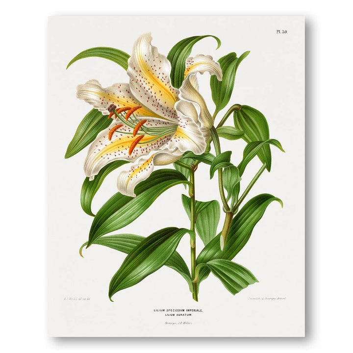 Lilium Speciosum by Wendel Art Print