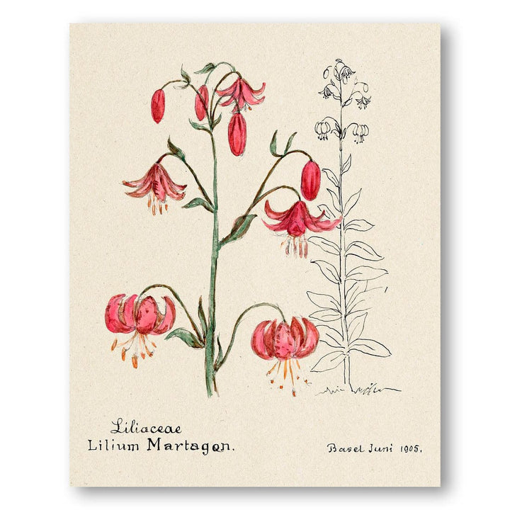 Lilium Martagon Art Print