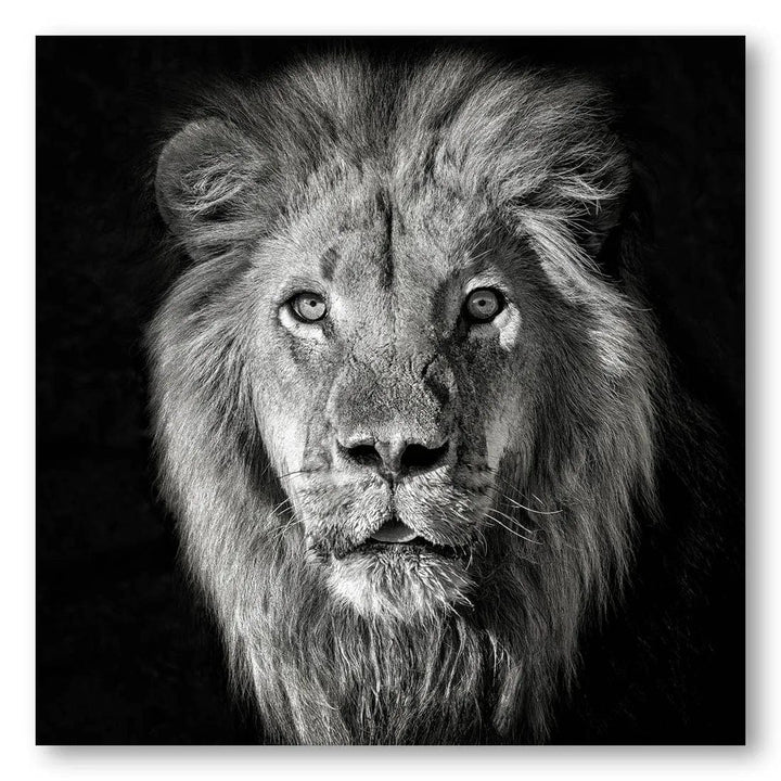 Majestic Lion Essence Photo Print
