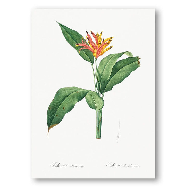 Lobster Claws by Pierre-Joseph Redouté Art Print