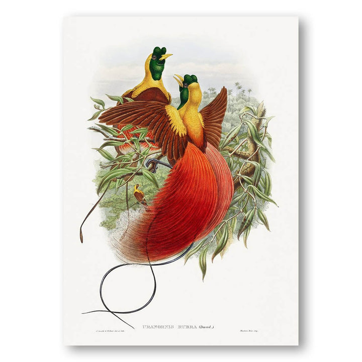Birds of Paradise by John Gould Art Print