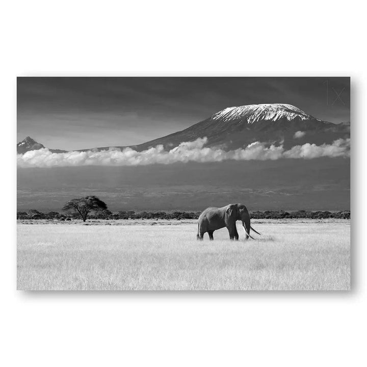Elephant's Solitude Under Kilimanjaro Photo Print