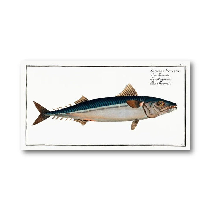 Scomber Scomber Vintage Fish Art Print