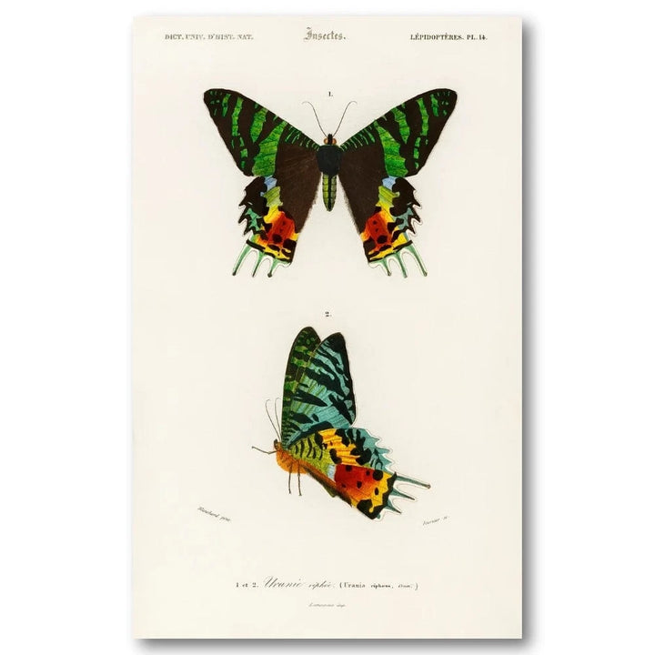 Madagascan Sunset Moth by Charles Dessalines D Orbigny Art Print