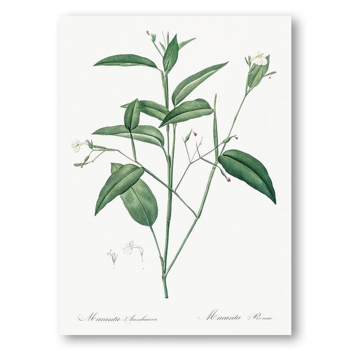 Maranta Arundinacea by Pierre-Joseph Redouté Art Print