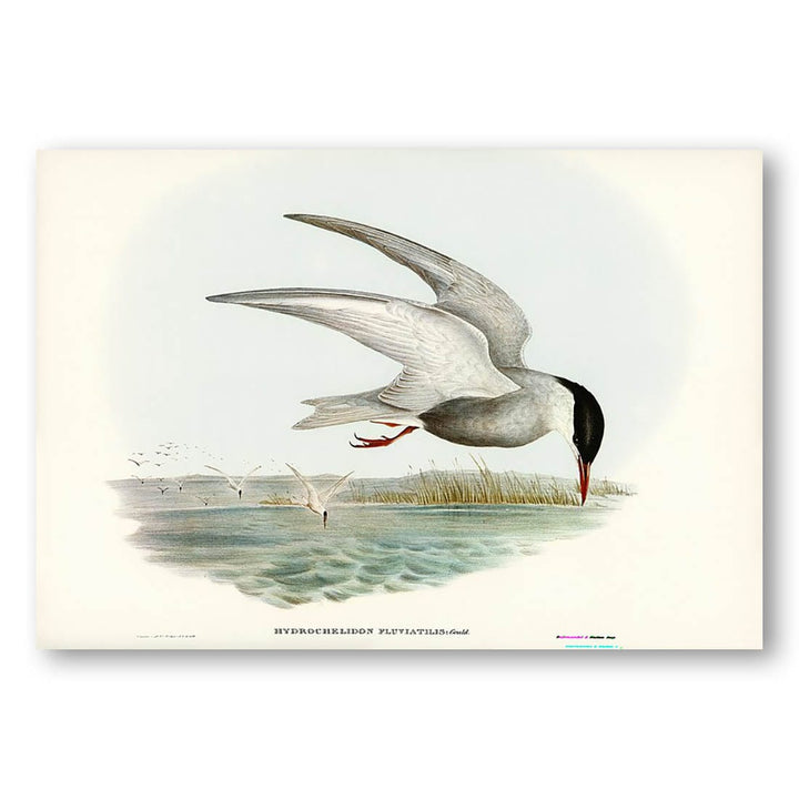 Marsh Tern by Elizabeth Gould Art Print