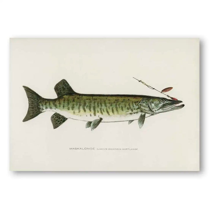 Maskalonge Vintage Fish Art Print
