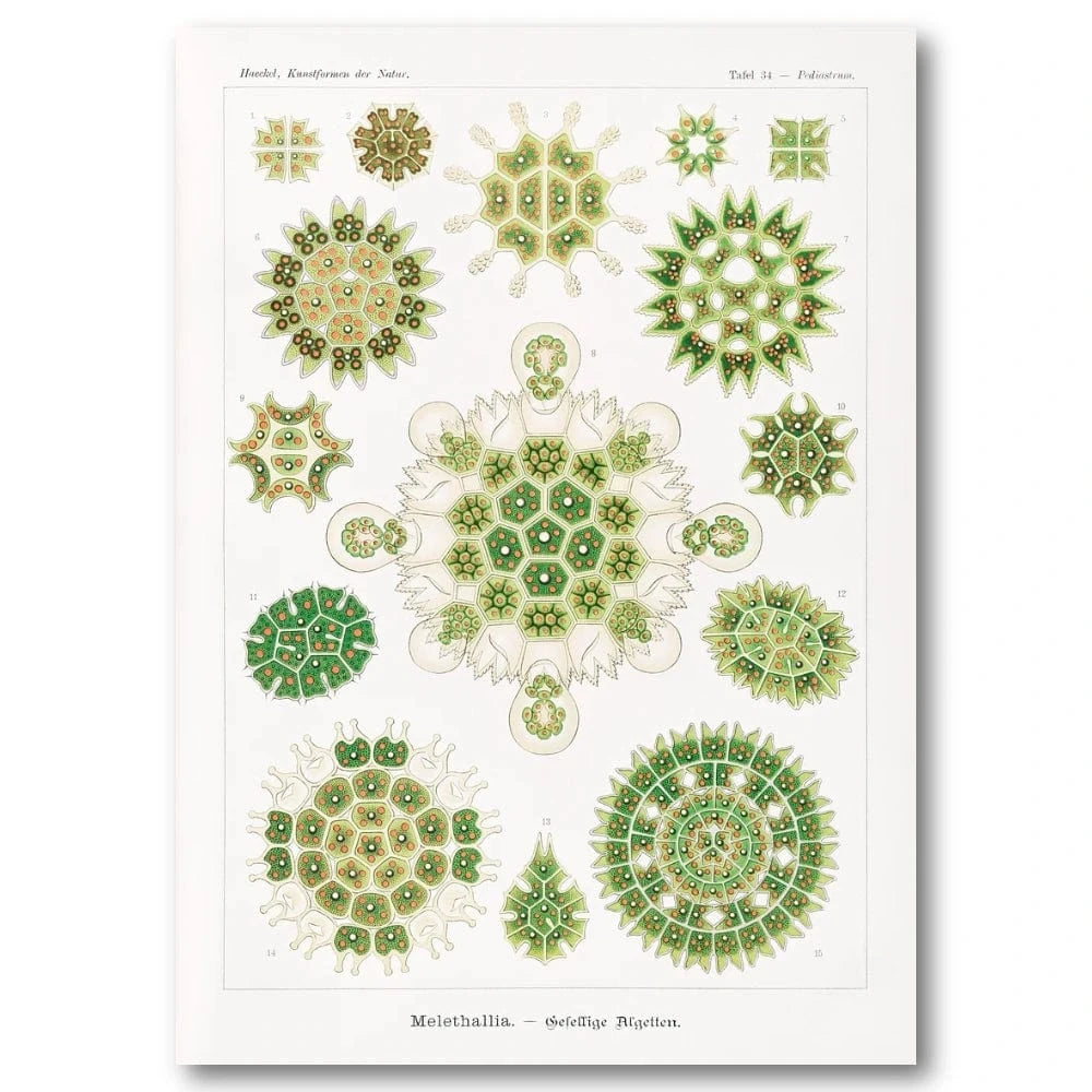Melethallia Algae Illustration Art Print