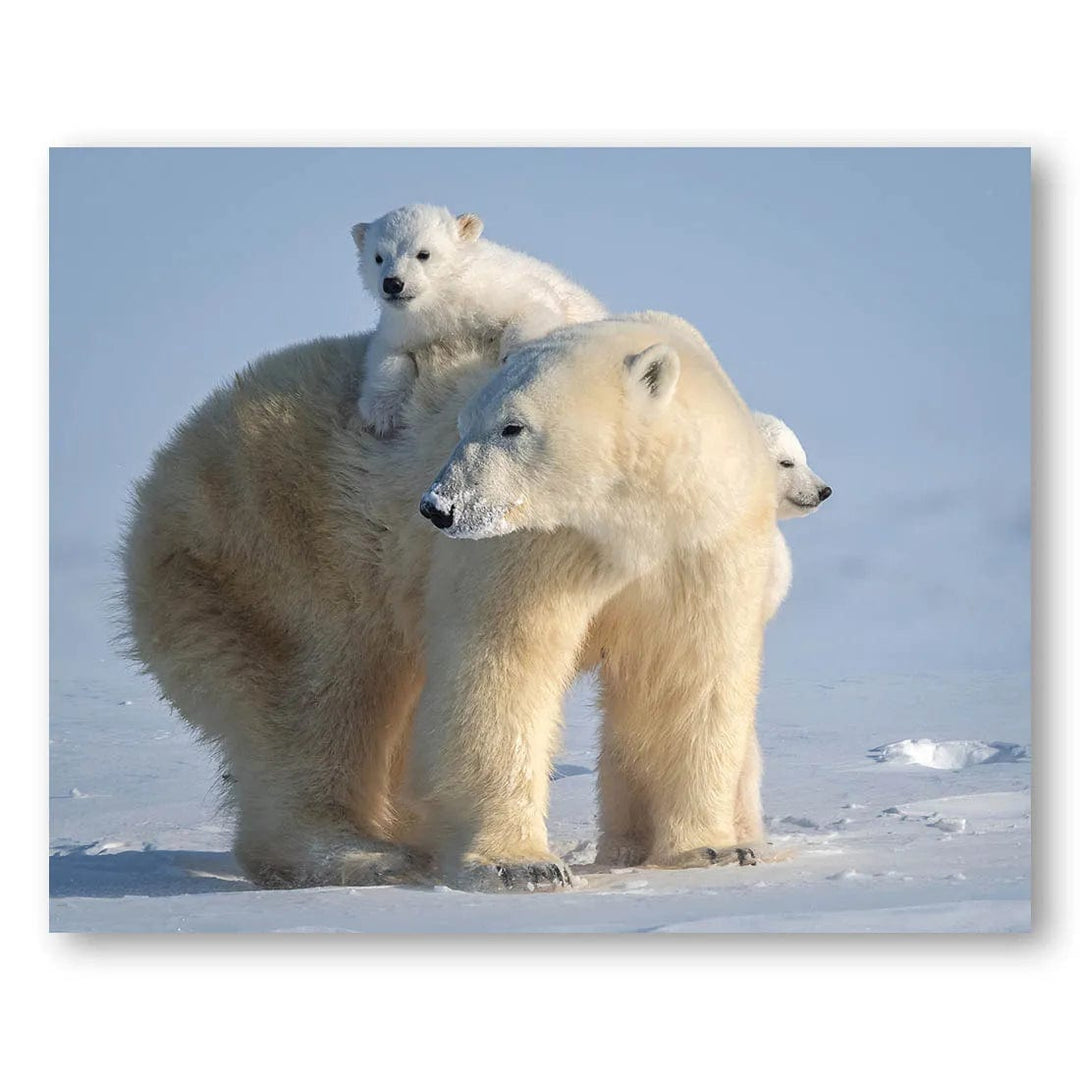 Polar Bear Family Adventures Photo Print
