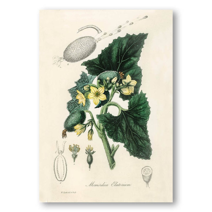 Momordica Elaterium by William Clark Art Print