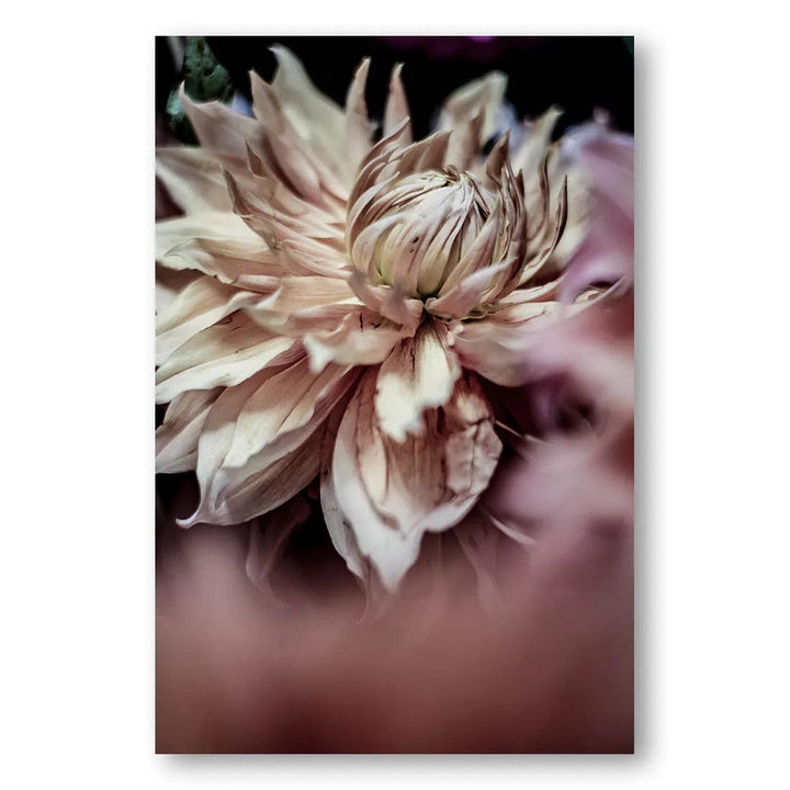 Morning Glory Blossom Photo Print