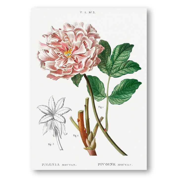 Moutan Peony Botanical Art Print