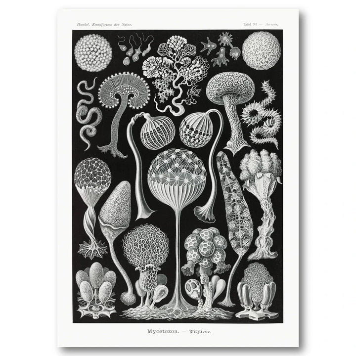 Mycetozoa by Ernst Haeckel Art Print