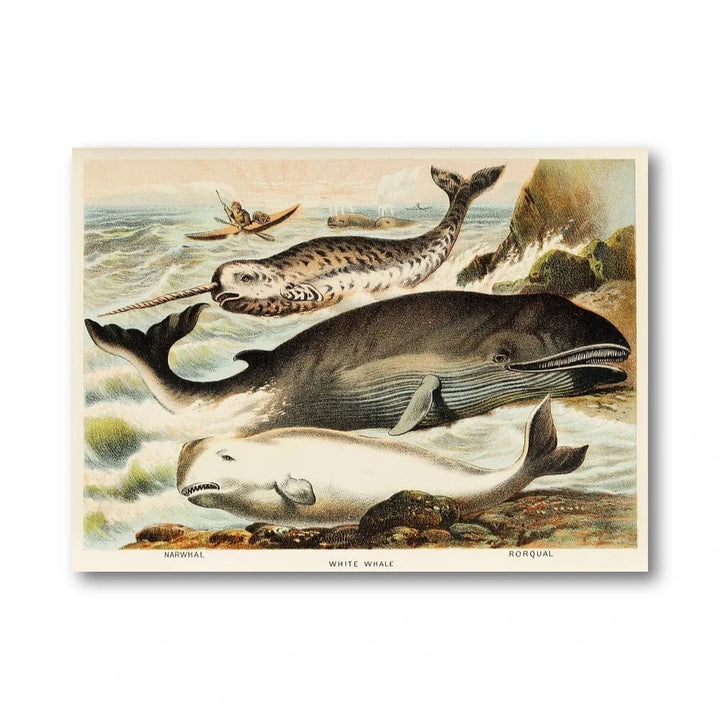 Narwhal and Whales Illustration Art Print