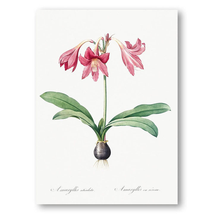 Netted-veined Amaryllis Illustration by Pierre-Joseph Redouté Art Print