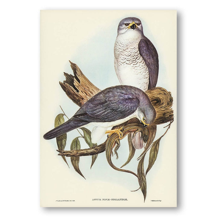 New Holland Goshawk by Elizabeth Gould Art Print