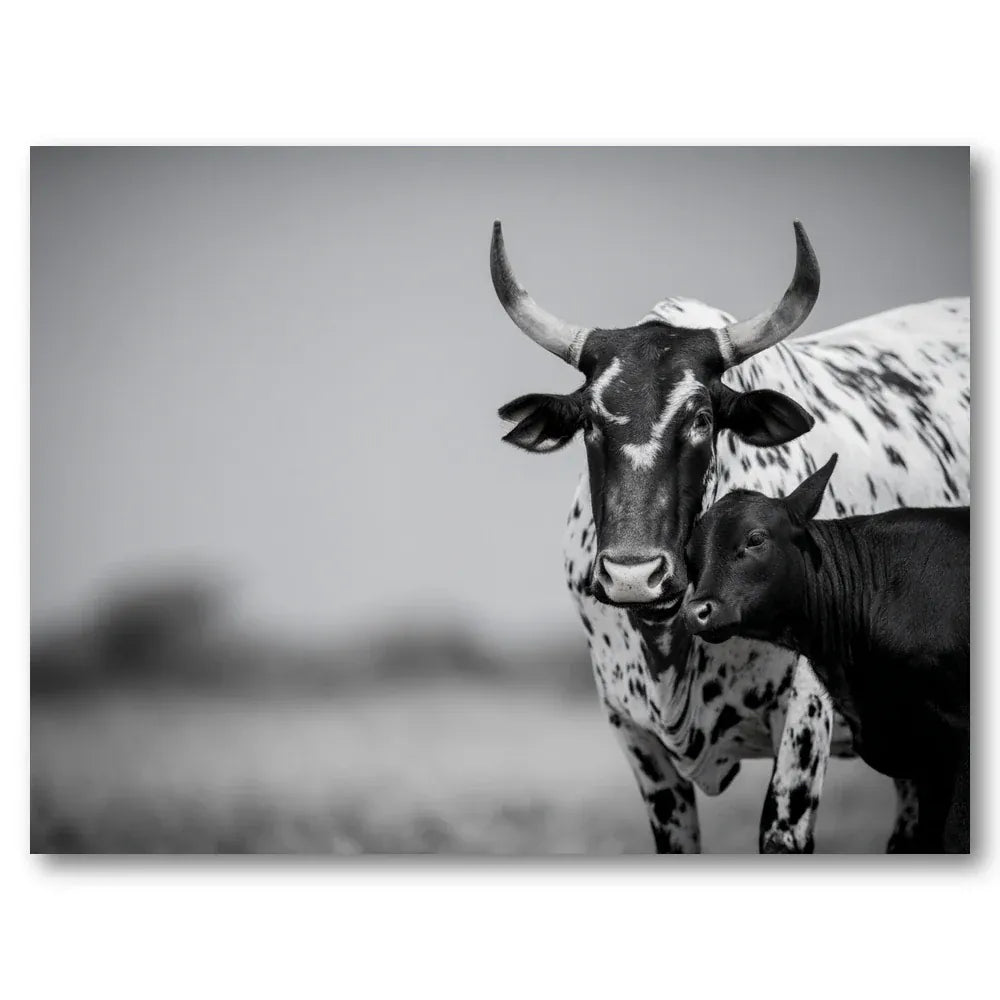 Nguni Cattle Bonding Art Print