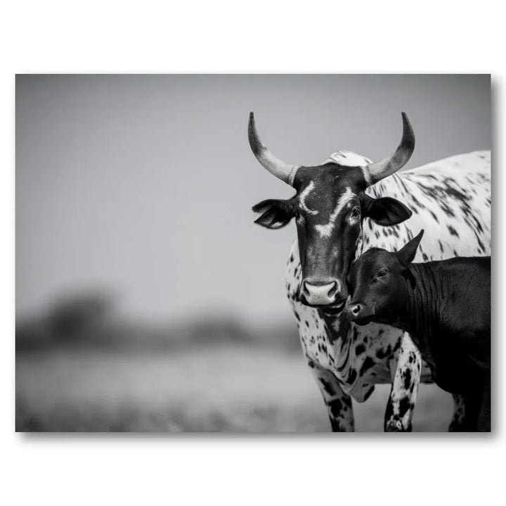 Nguni Cattle Bonding Art Print