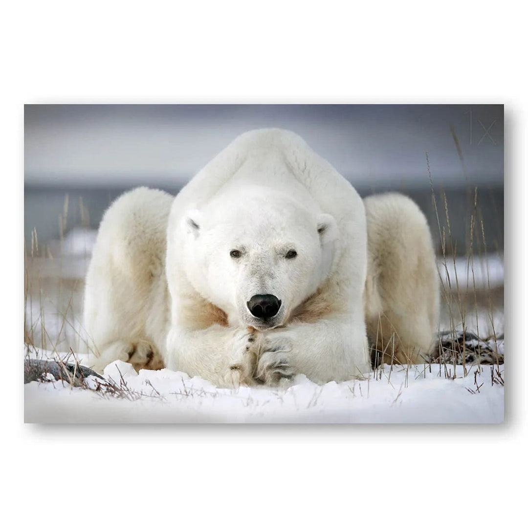 Polar Awakening Run Photo Print