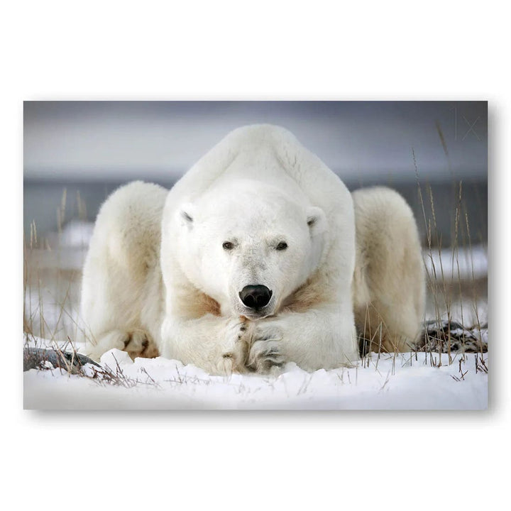 Polar Awakening Run Photo Print